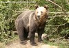 L'ORSO BRUNO della Transilvania